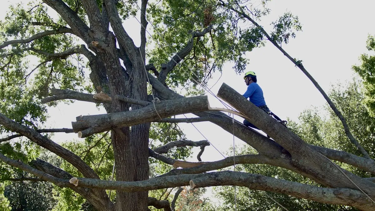 Professional Crown Thinning performed by certified arborists in Dale