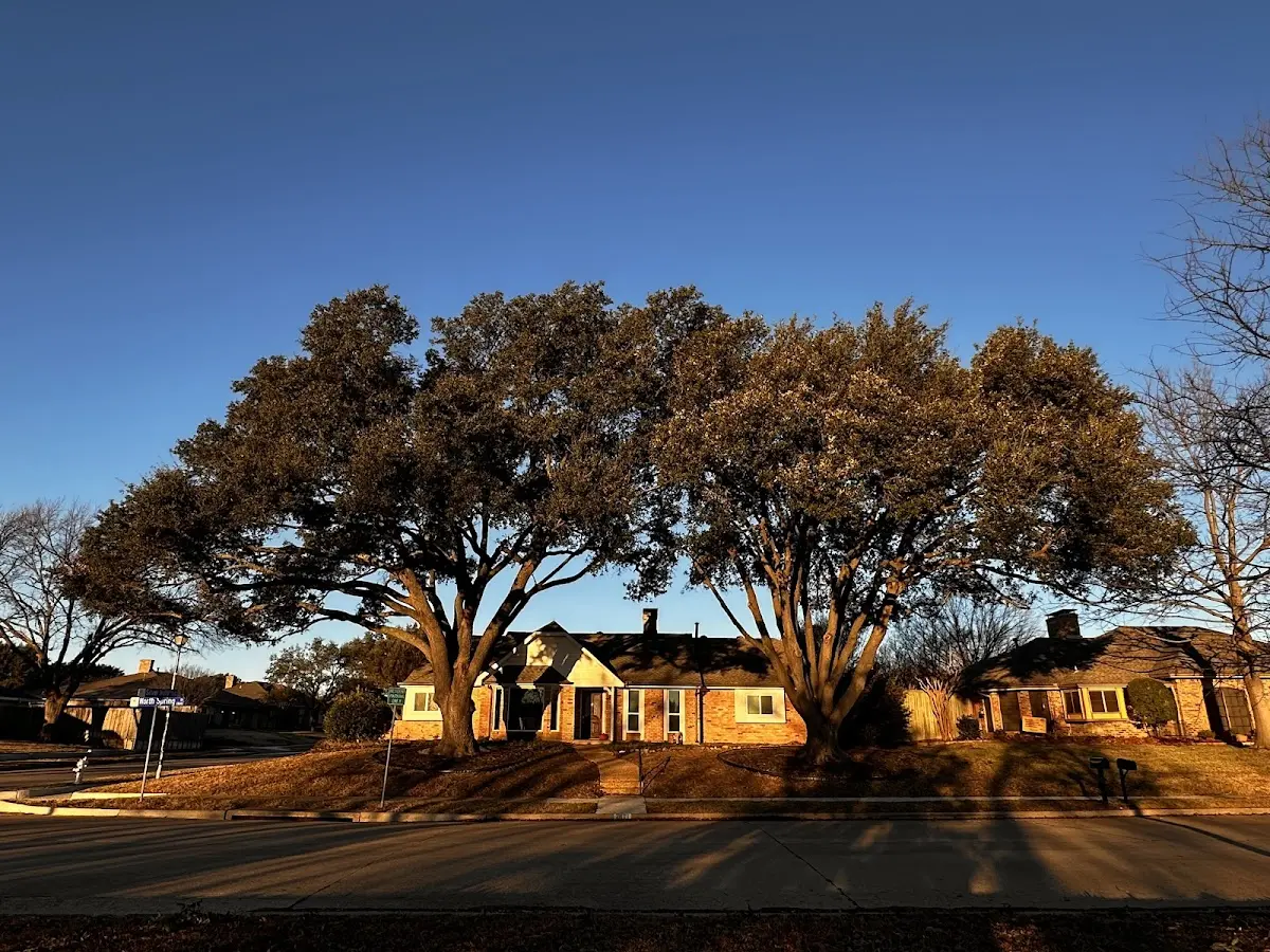 Established residential canopy tree shading a home in Dale